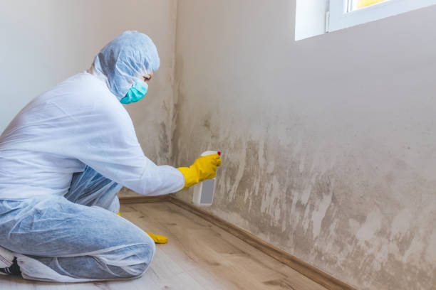 Licensed Basement Mold Removal service in Cranford, NJ - WQB Mold Removal