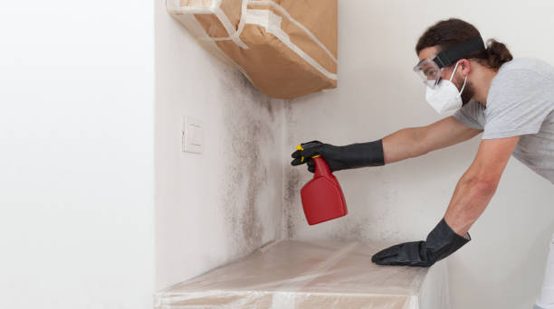 Professional Basement Mold Removal technician working in Cranford, NJ