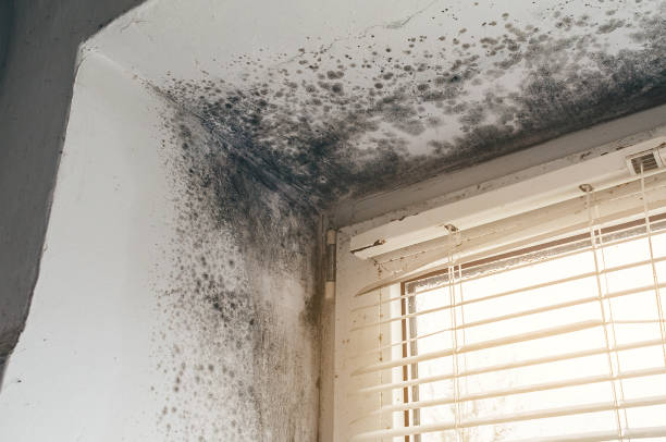 Affordable Basement Mold Removal solutions in Cranford, NJ